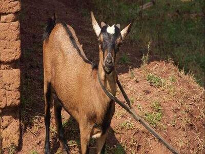 goat tied.jpg